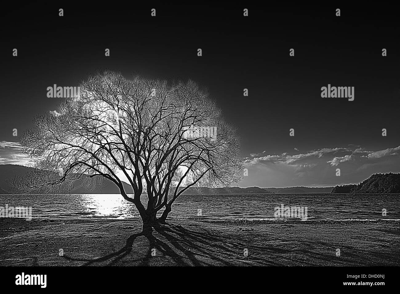 A black and white landscape photograph of a tree backlit against a lake at dawn, shot in New Zealand. Stock Photo