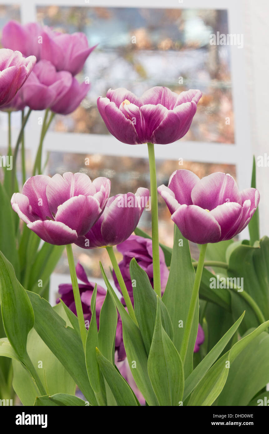 Tulip  Arabian Mystery Stock Photo