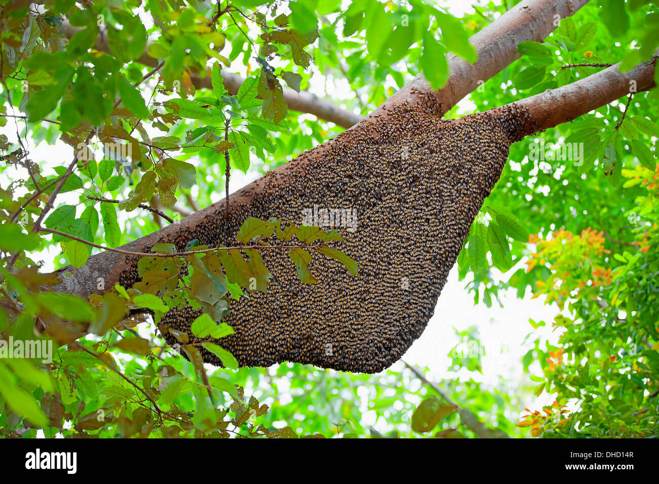 Natural Beehive Stock Photo