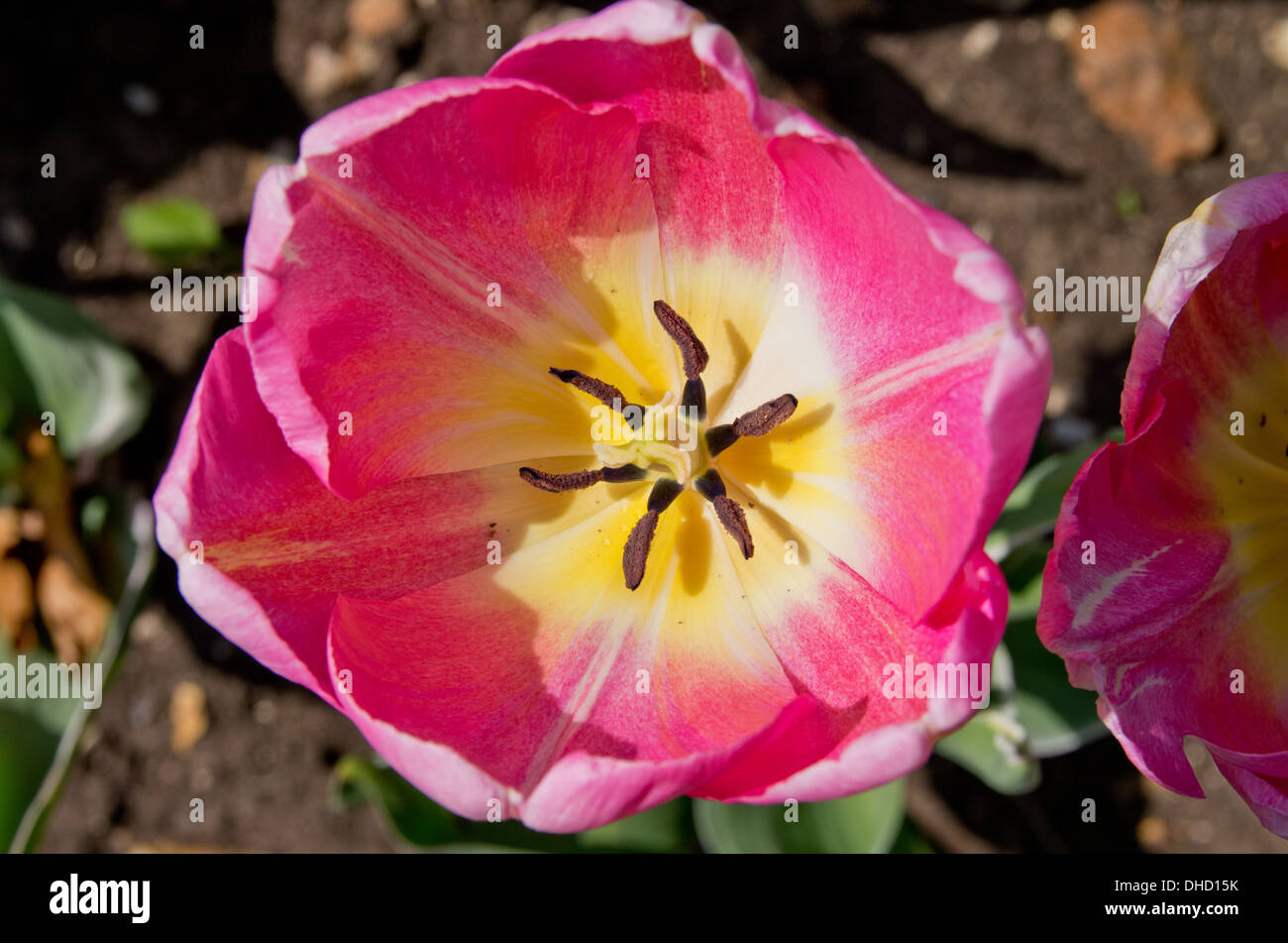 Tulip  New Design Stock Photo