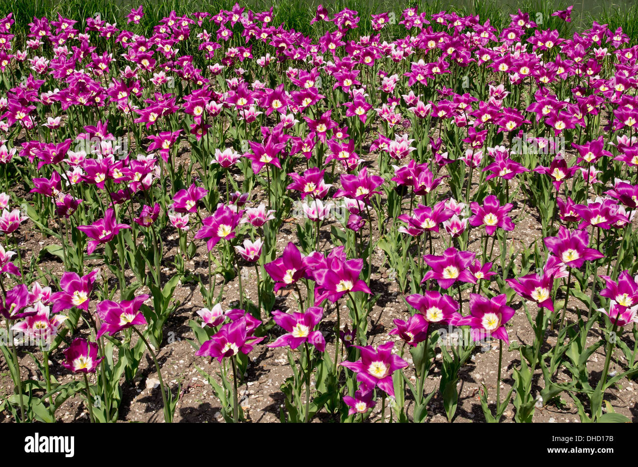 Tulips Purple Dream And Ballade Stock Photo Alamy