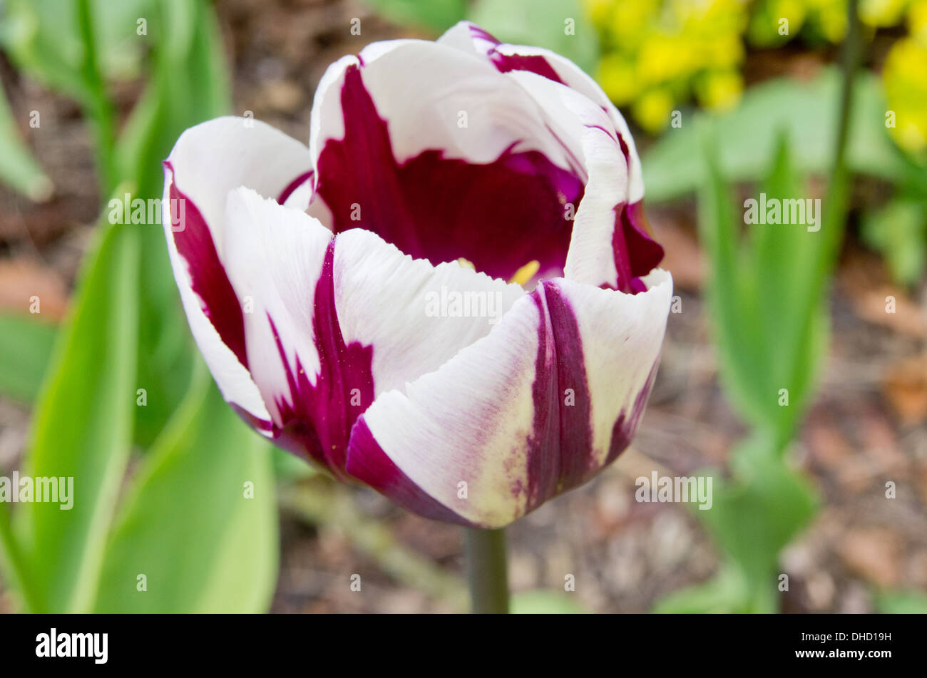 Tulip Lambada Stock Photo