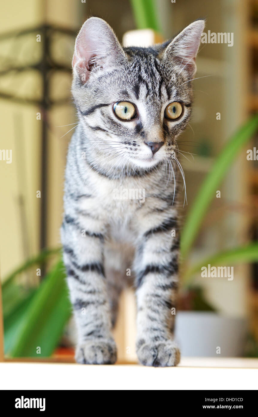 Kitten looking around Stock Photo