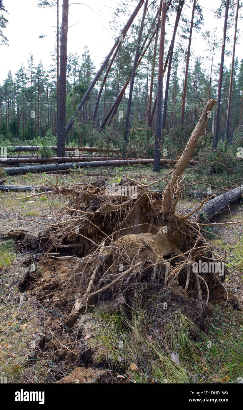 Consequences of hurricane Asta, Russia. Stock Photo