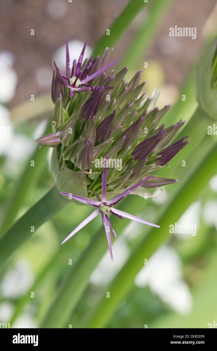 Alliums Stock Photo