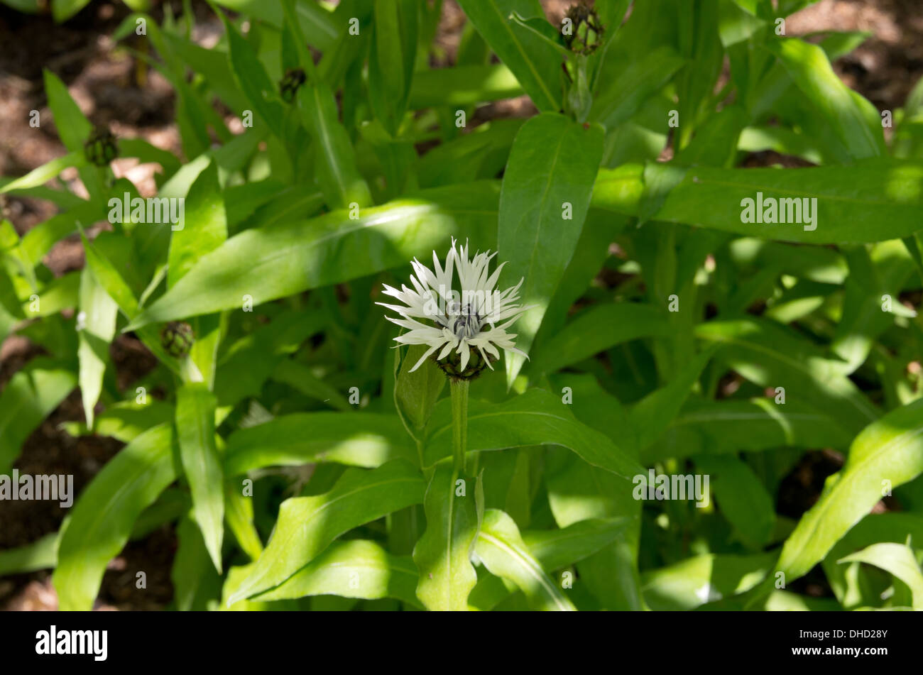 Centaurea Montana Alba Stock Photo