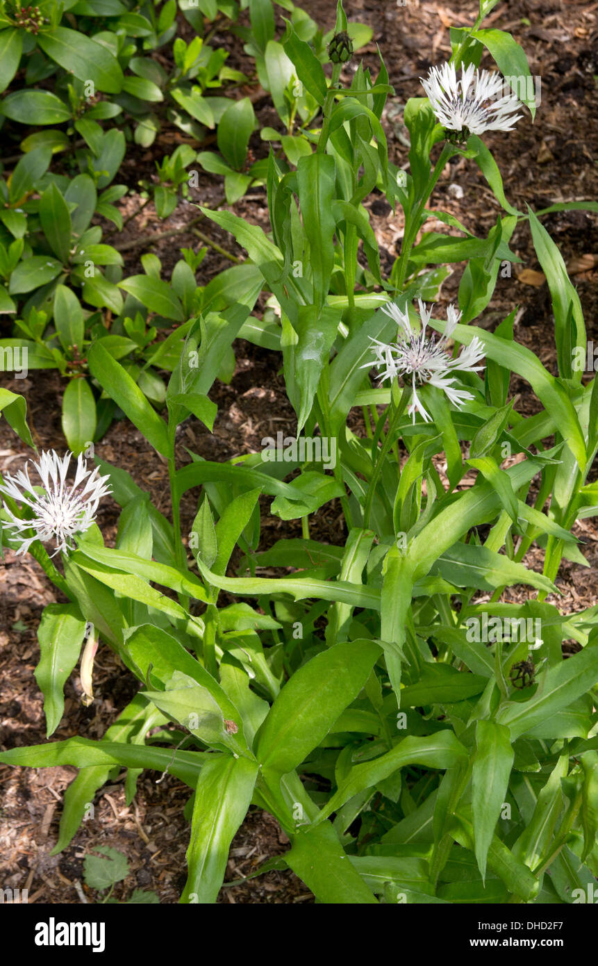 Centaurea Montana Alba Stock Photo