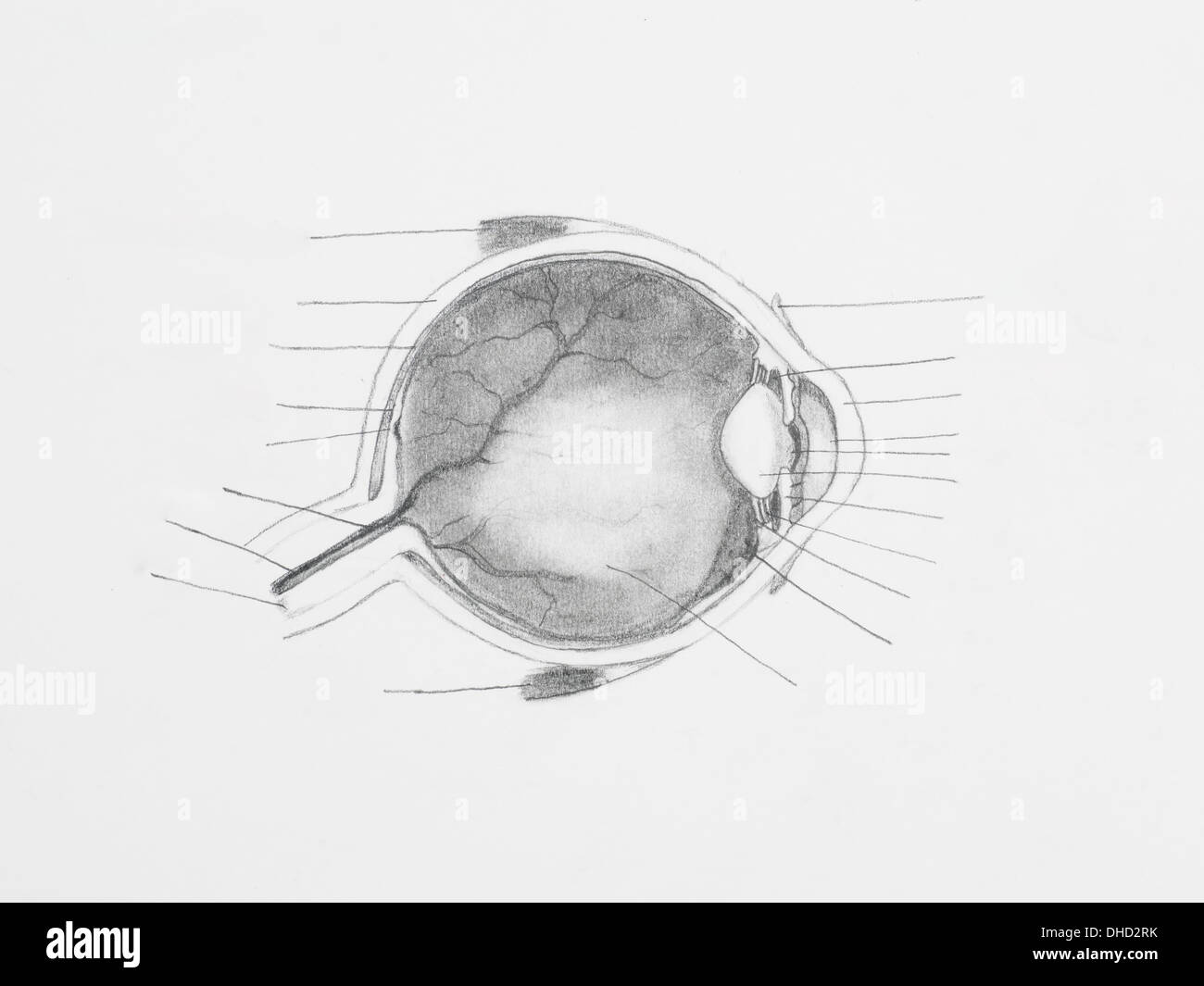 Internal structure of the eye and their function - Brainly.in