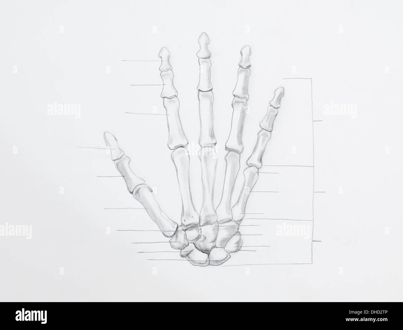 How to Draw Skeleton Hands  Anatomical Hand Bones Sketch