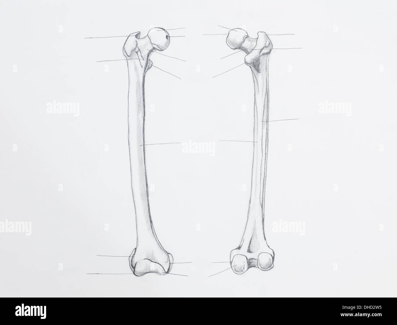 Detail of femur bone pencil drawing on white paper Stock Photo