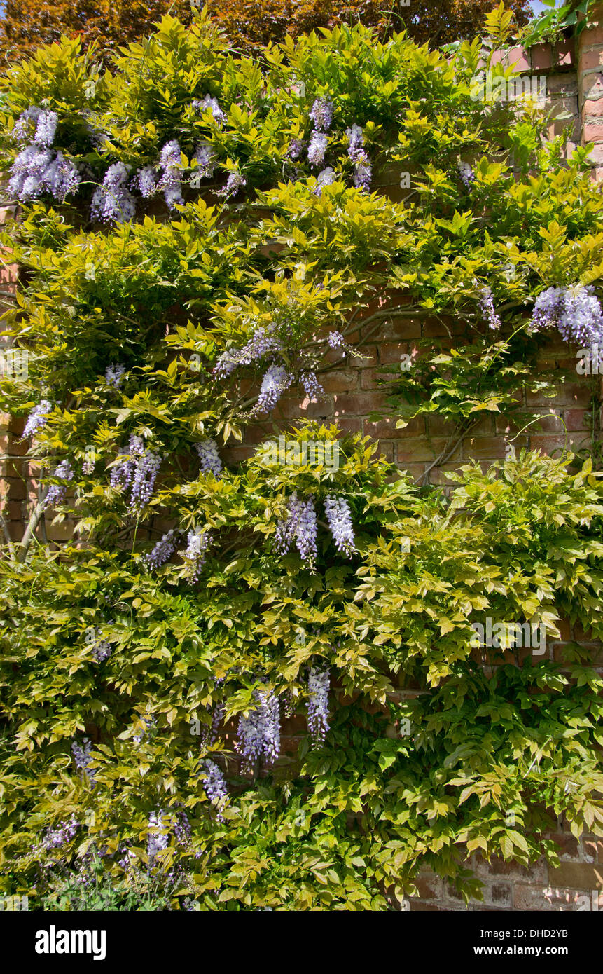 Wisteria Chinensis High Resolution Stock Photography and Images - Alamy