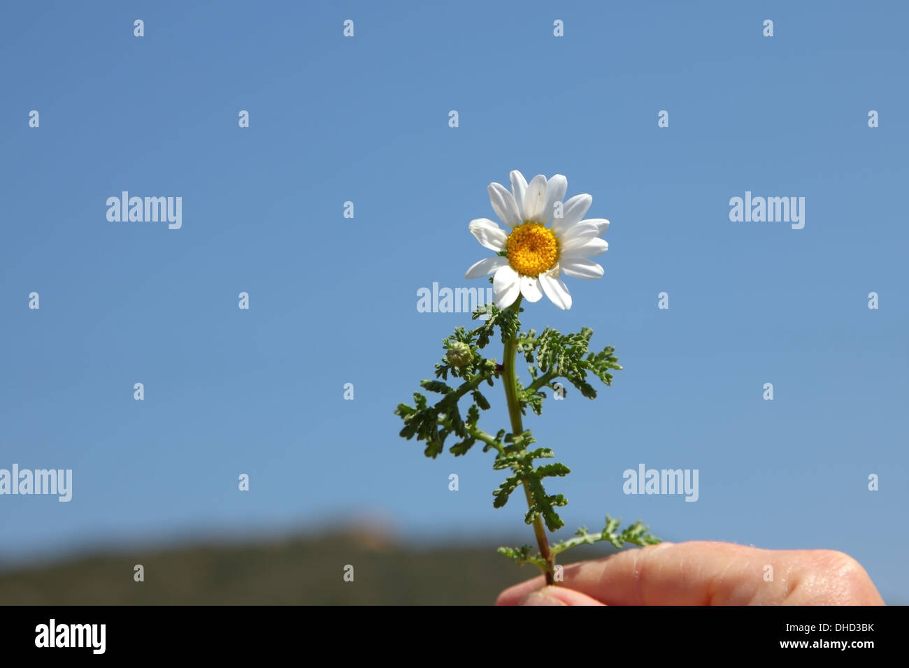 The female hand holds a spring camomile Stock Photo
