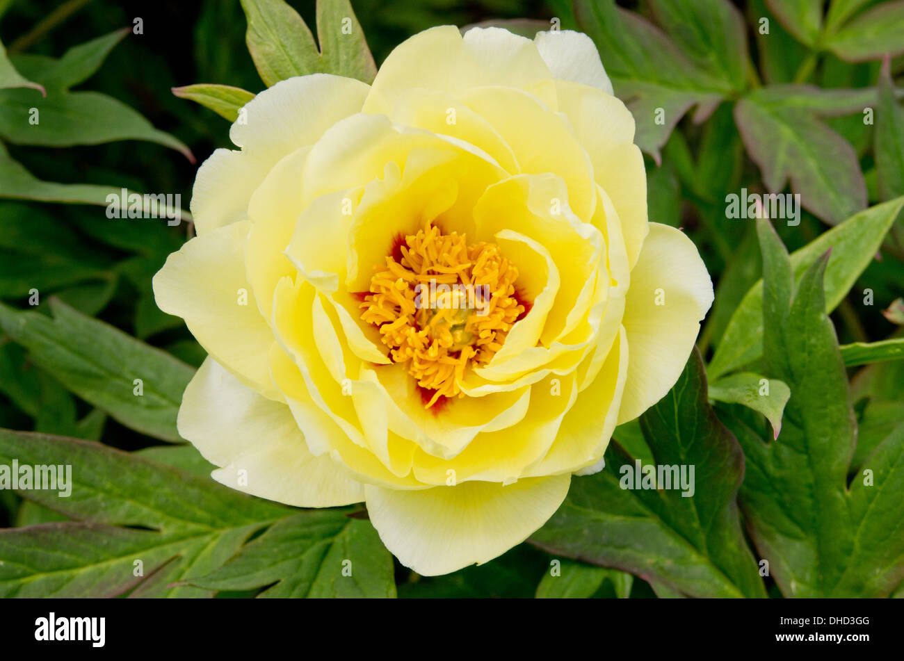 Paeonia suffruticosa 'High Noon' Stock Photo