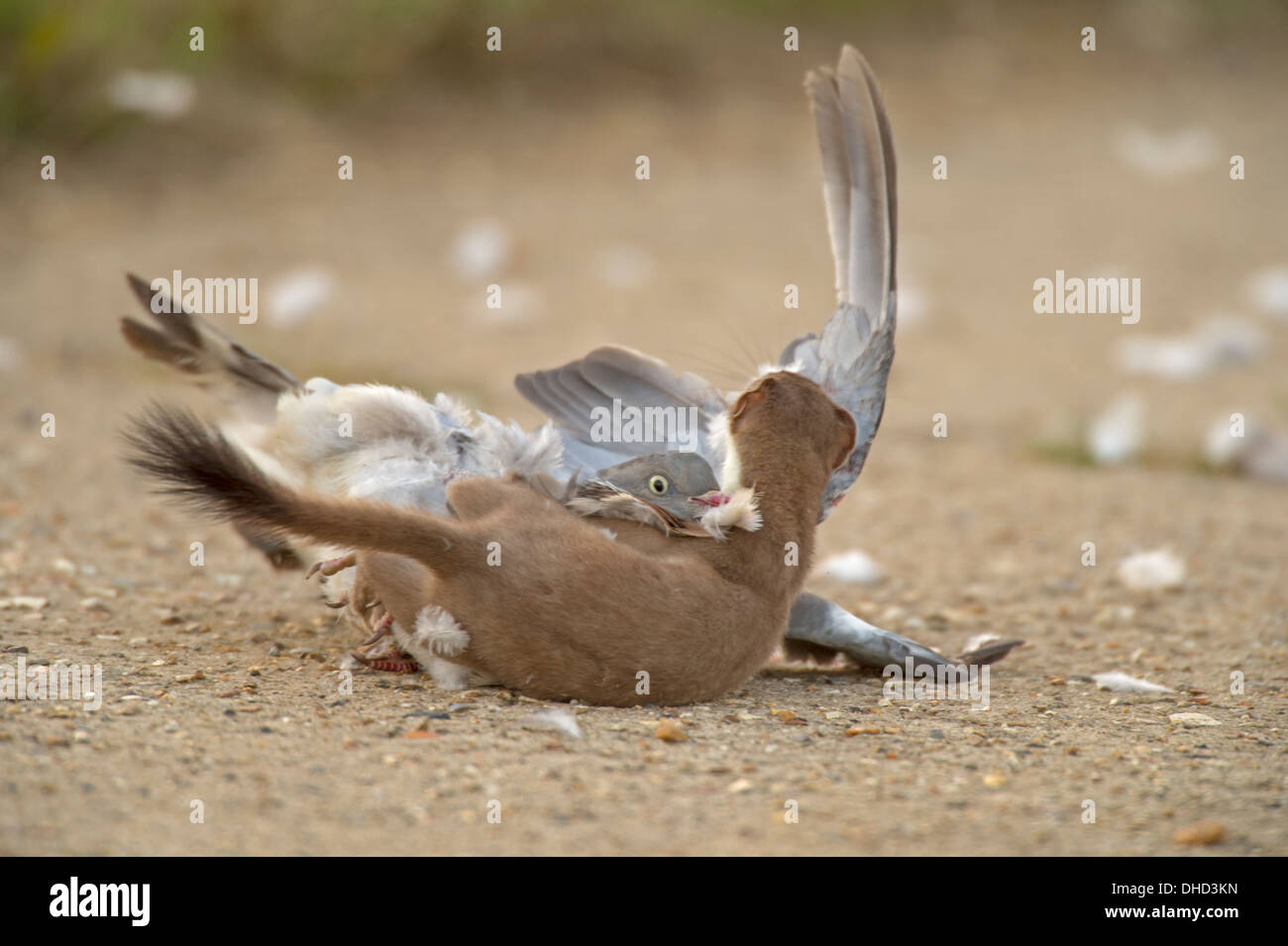 Stoat(Mustela ermimea) taking a Wood Pigeon. Stock Photo