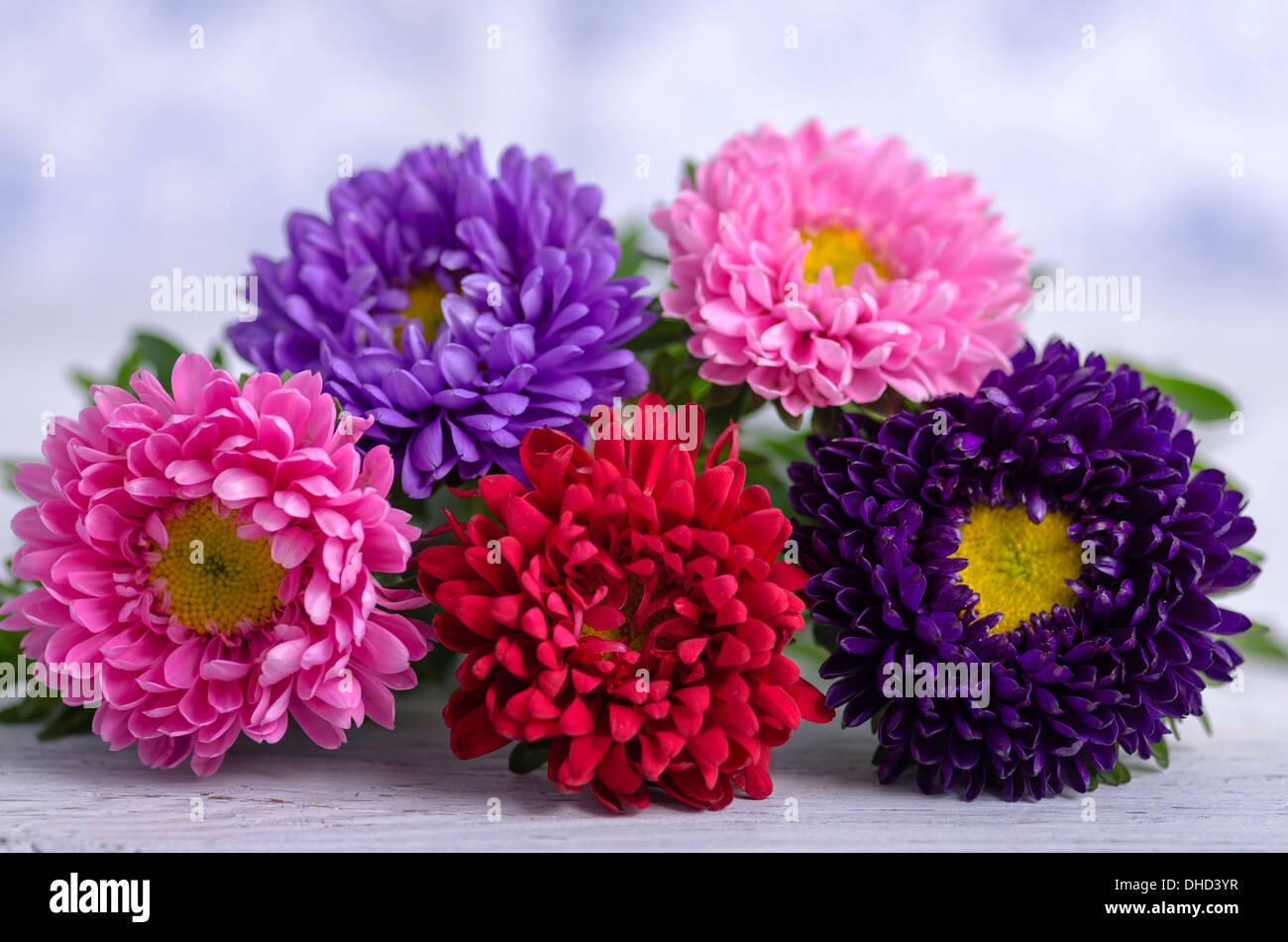 Five strawflowers (Helichrysum) on white wooden table, close-up Stock Photo