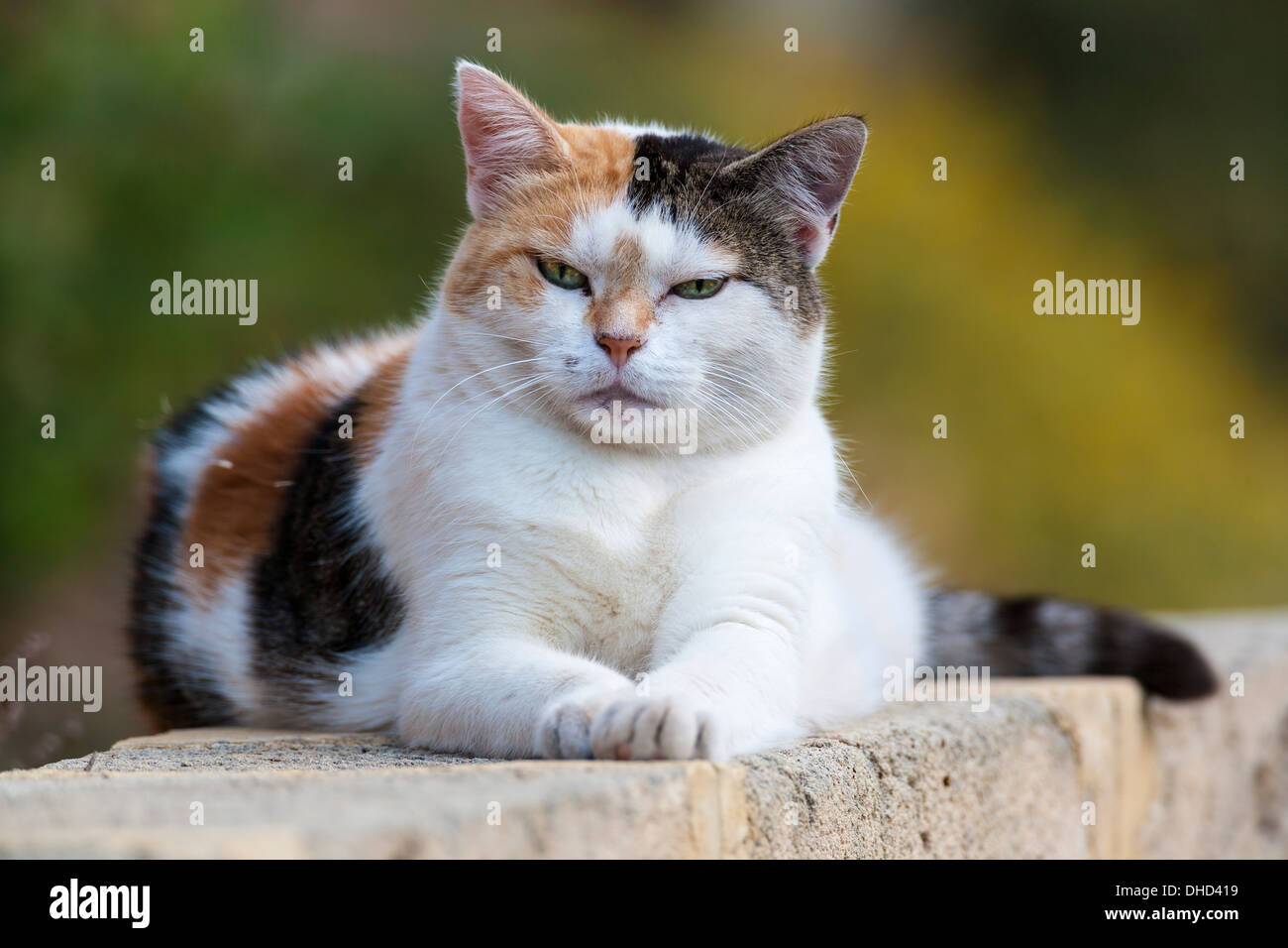 Tabby Cat Lazing in the sun Stock Photo - Alamy