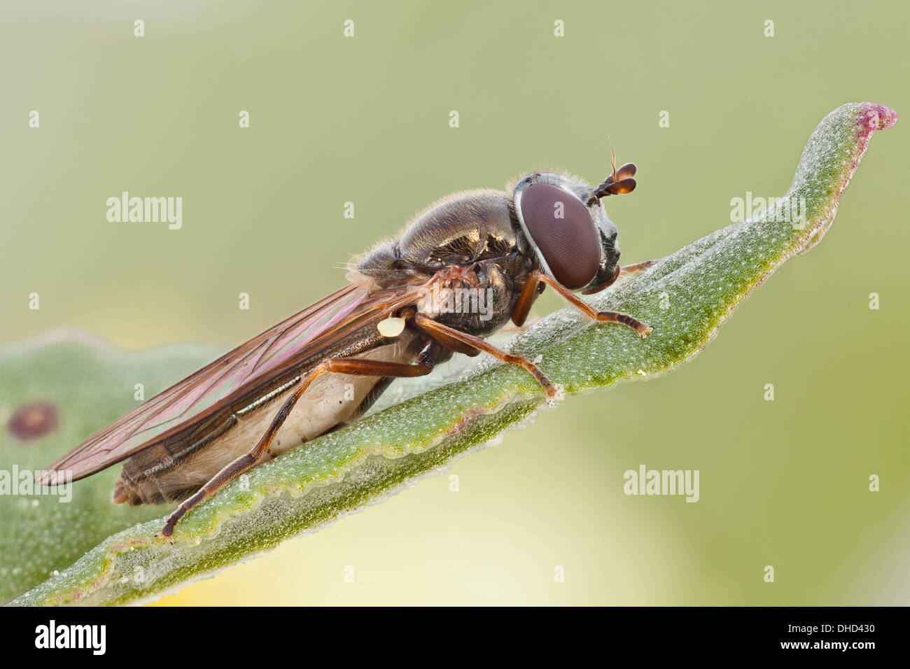 Hoverfly larvae hi-res stock photography and images - Alamy