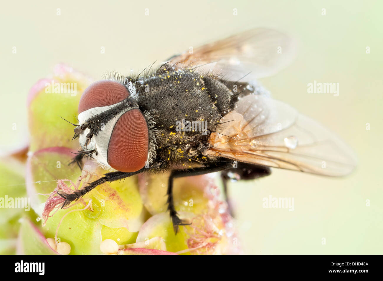 Manipullated hires stock photography and images Alamy