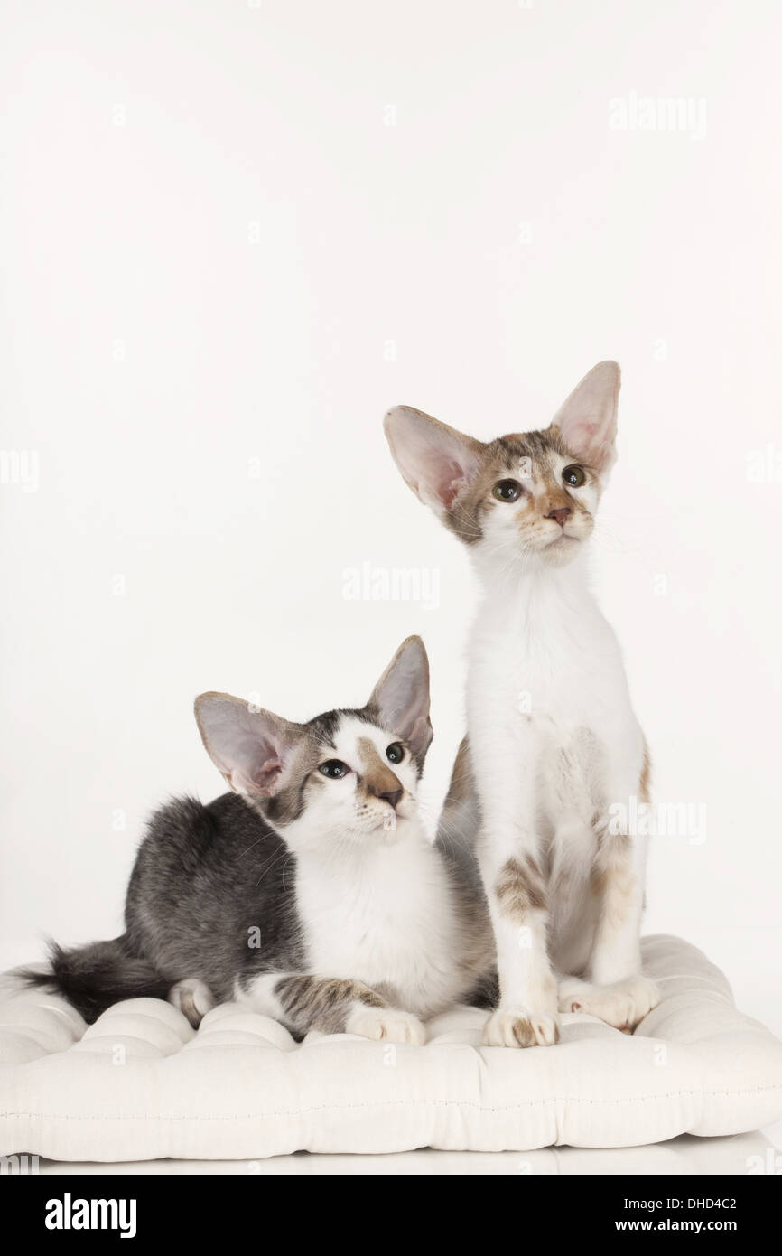 Two oriental shorthair kitten Stock Photo