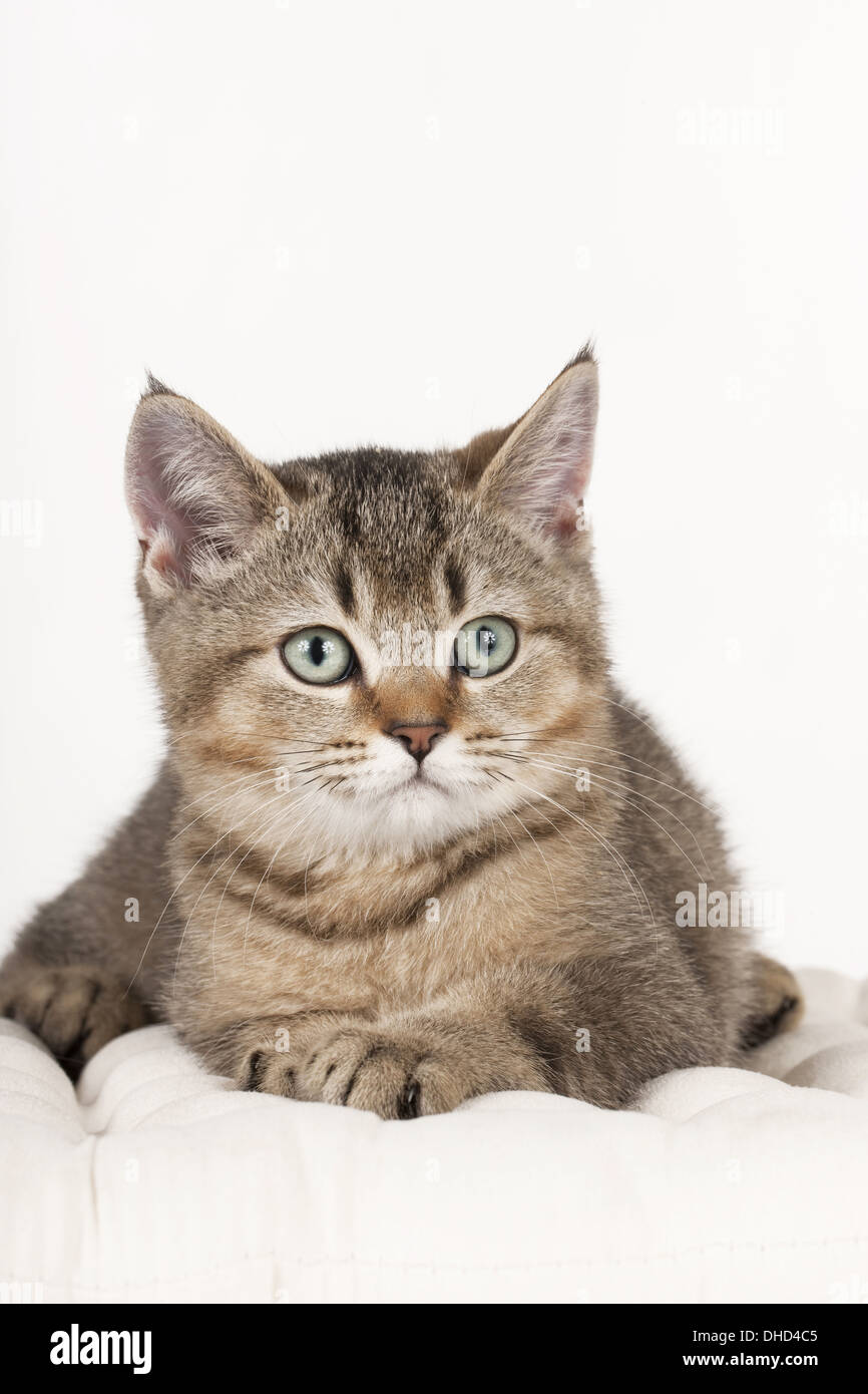 British shorthair kitten Stock Photo Alamy
