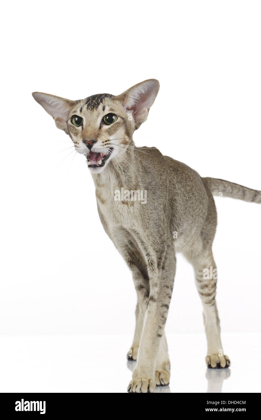 Oriental shorthair with open mouth on white Stock Photo