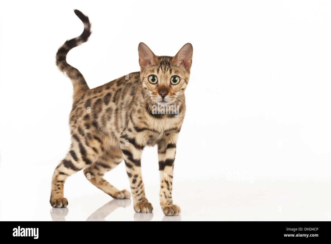 Bengal cat looks in to the camera isolated Stock Photo