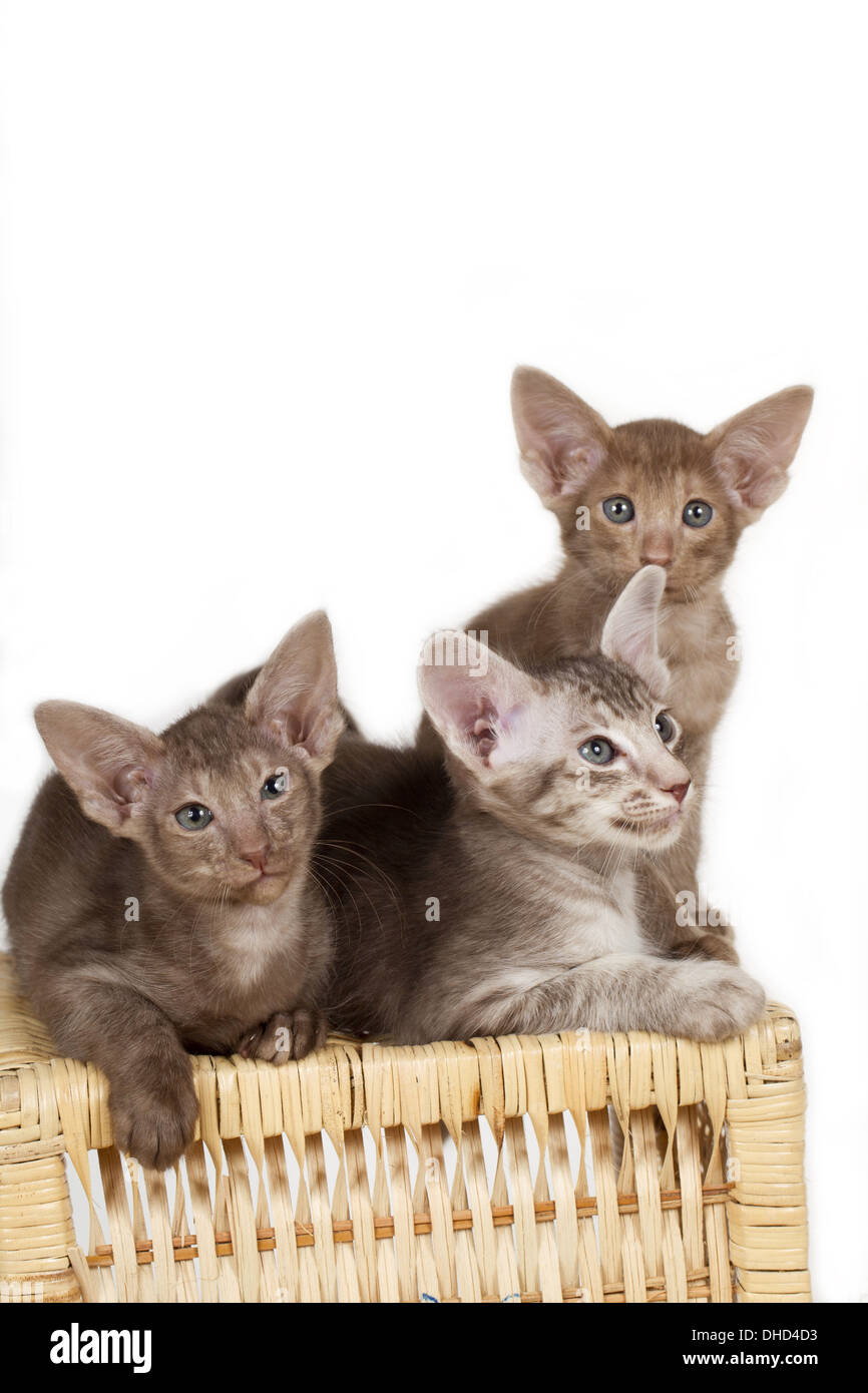 Oriental shorthair kitten isolated on white Stock Photo Alamy