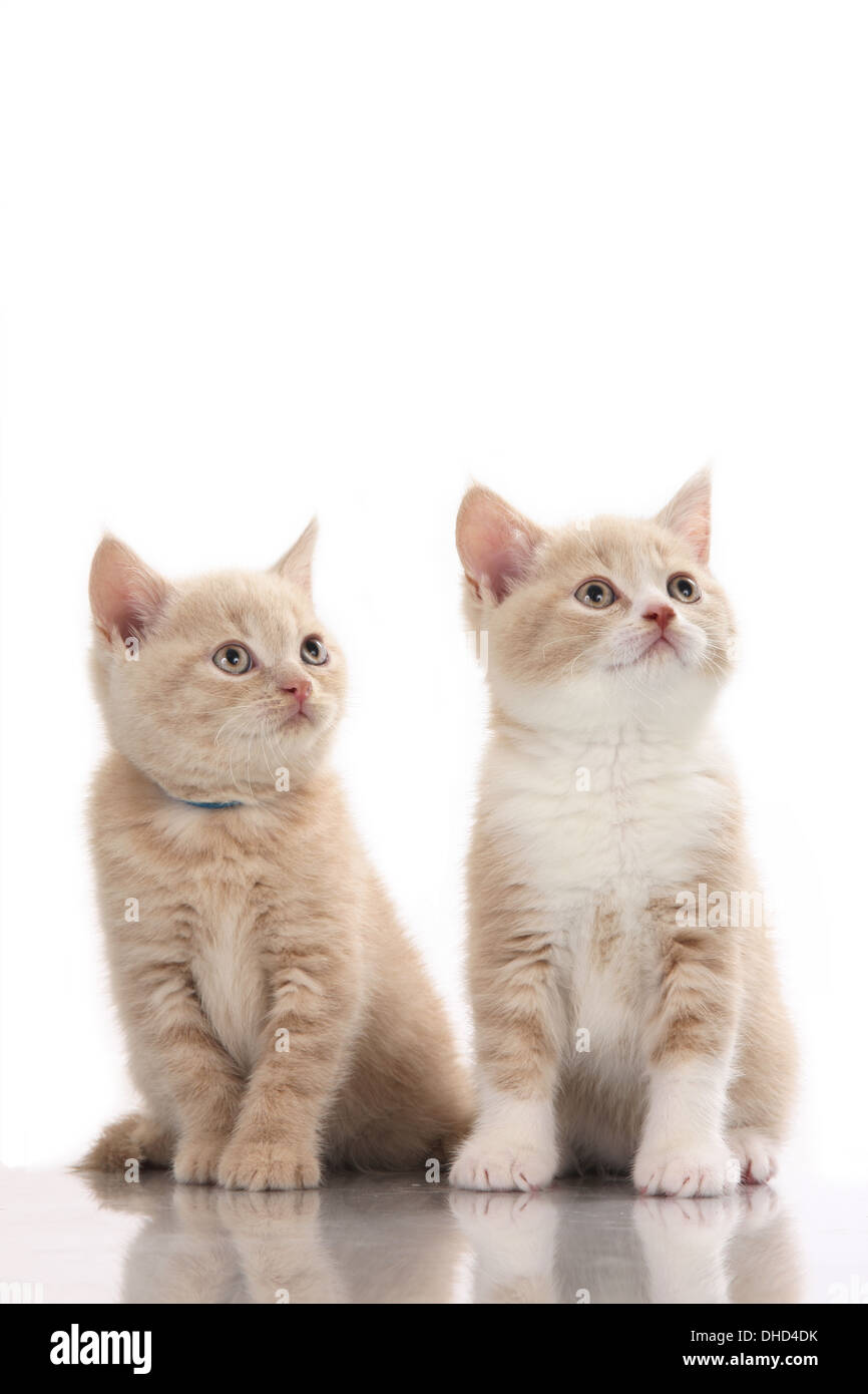 Two british shorthair kitten isolated on white Stock Photo