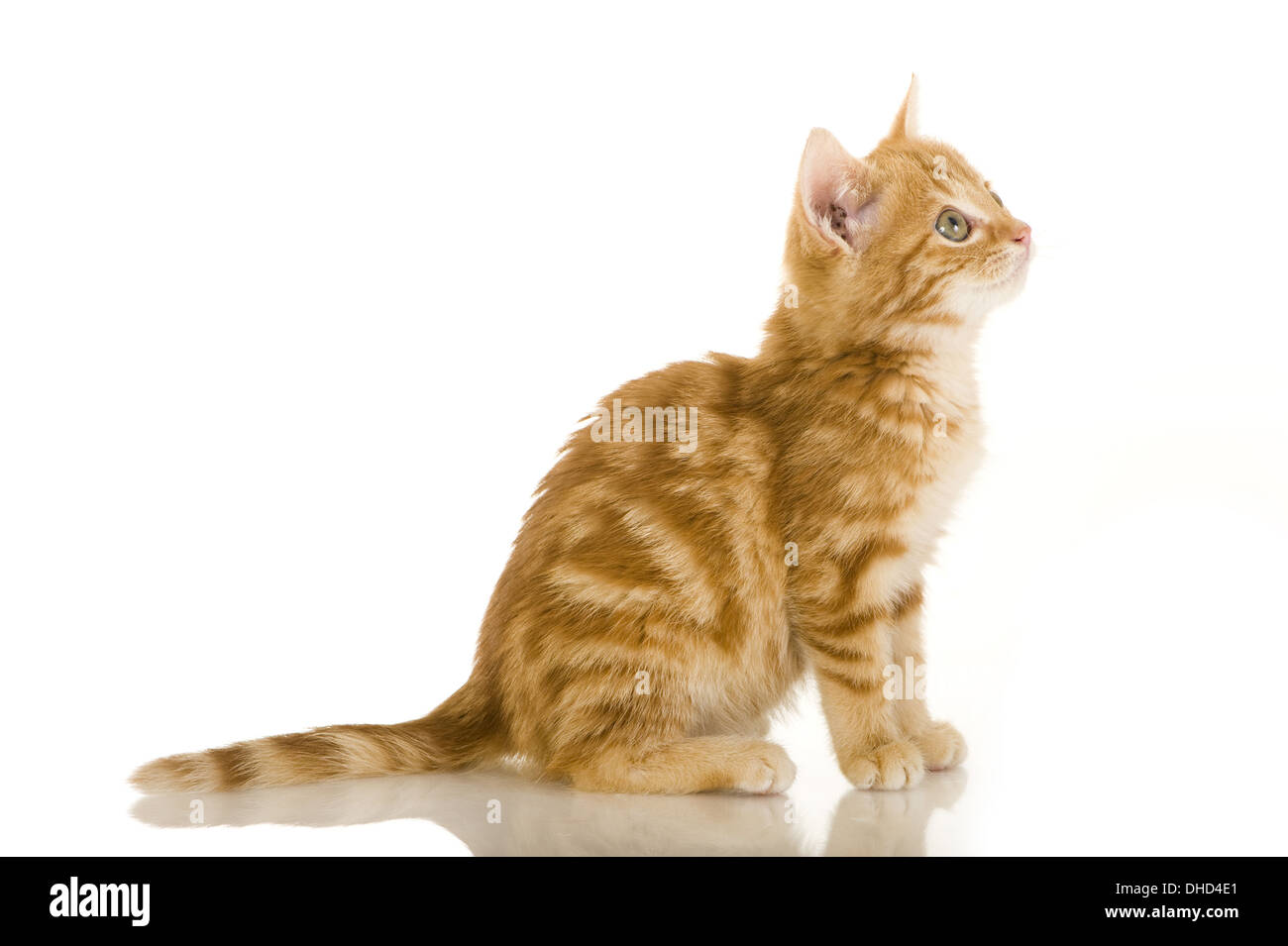 Domestic kitten on white background Stock Photo