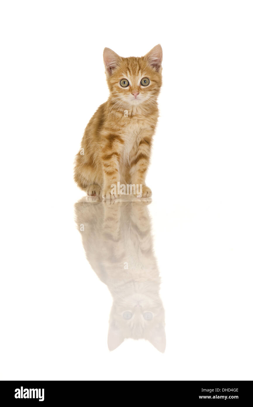 Little red tabby demestic kitten isolated Stock Photo