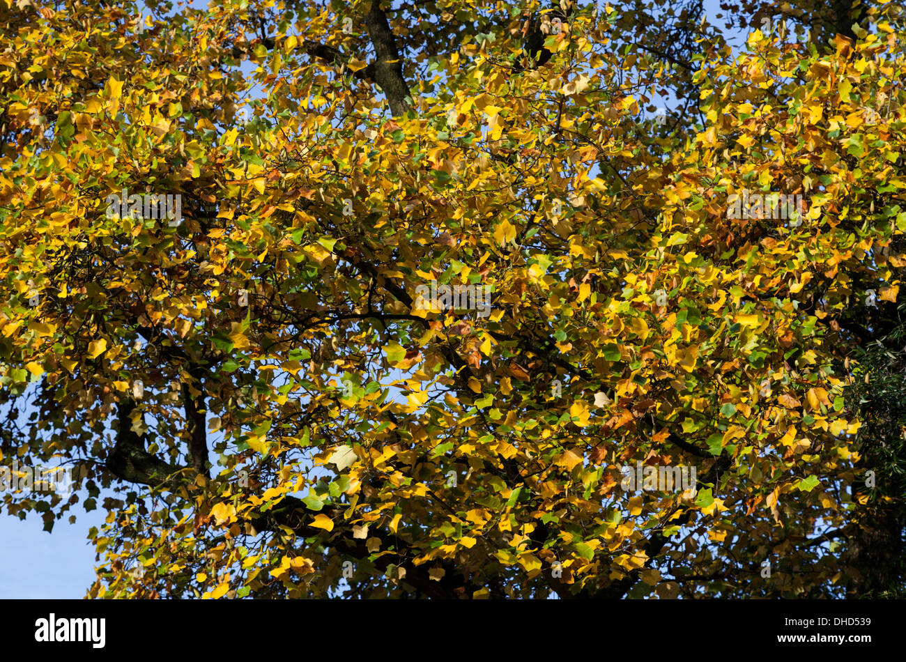 Branches and yellowing leaves of Liriodendron, the Tulip tree, providing Autumn colour against a blue sky. Stock Photo