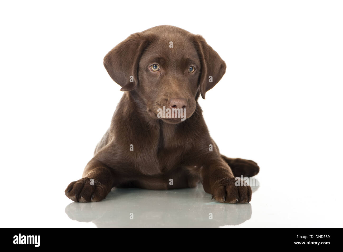 Choco labrador shop puppy