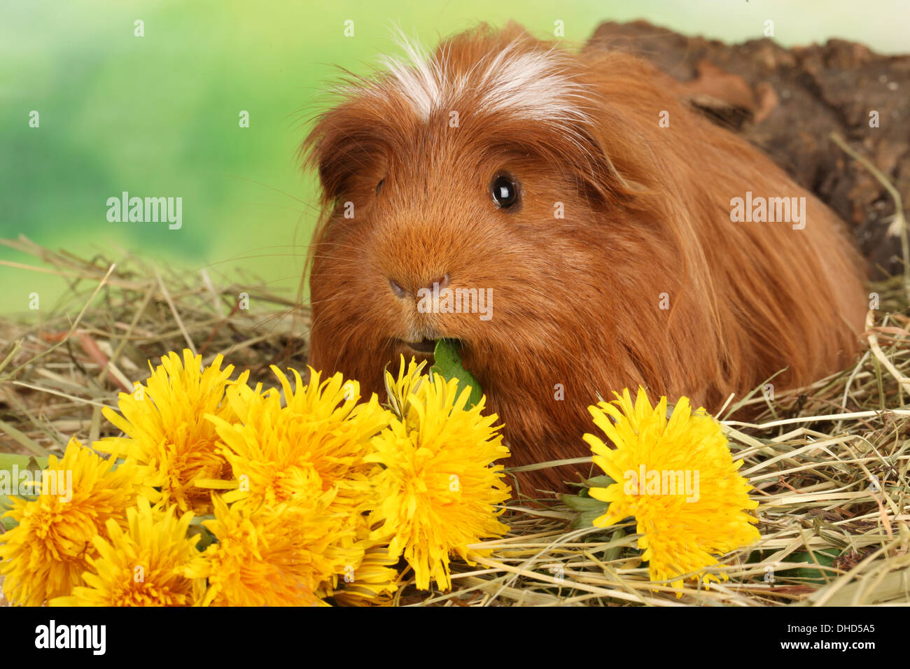 guinea pig with green food Stock Photo - Alamy - Guinea Pig Raw Green Beans And Peas