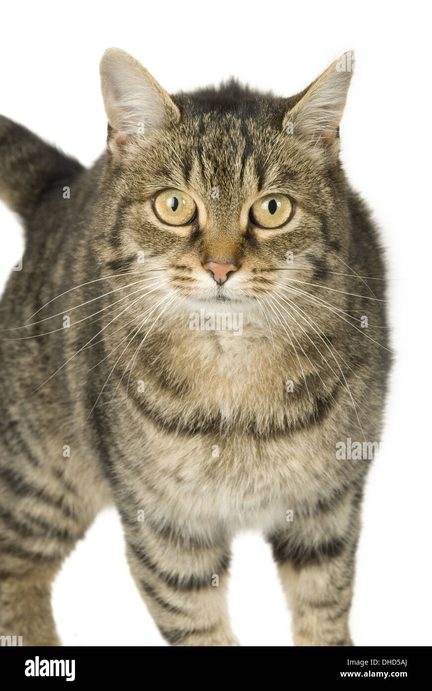 Domestic cat portrait Stock Photo - Alamy
