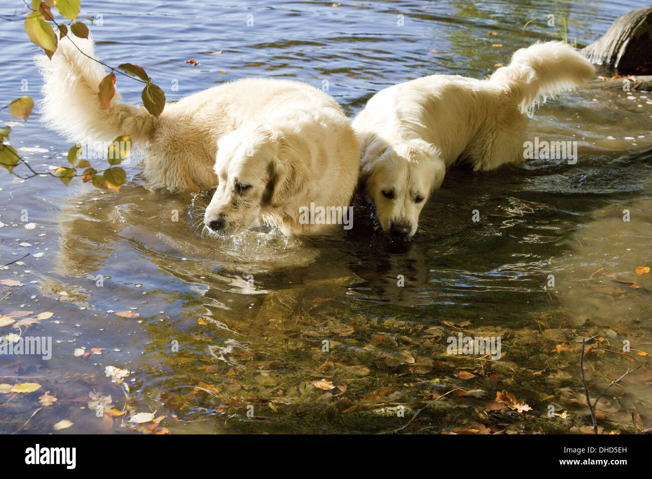 Golden Retriever take a bath Stock Photo Alamy