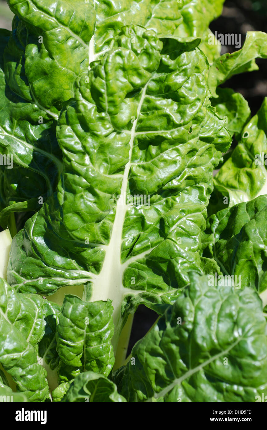 Spinach Beet High Resolution Stock Photography and Images Alamy