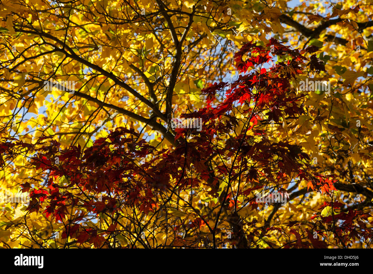 Dark branches against yellow and red backlit Autumn leaves. Stock Photo