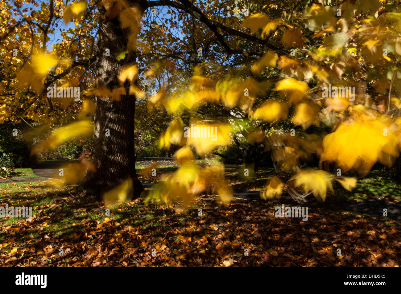 Canopy of yellow leaves hi-res stock photography and images - Alamy