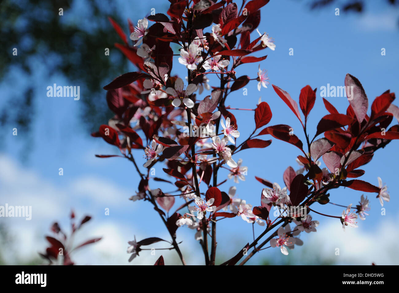 Dwarf redleaved cherryplum Stock Photo