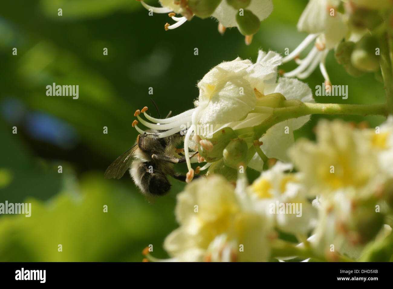 Horse Chestnut Flower with Bumble Bee Stock Photo