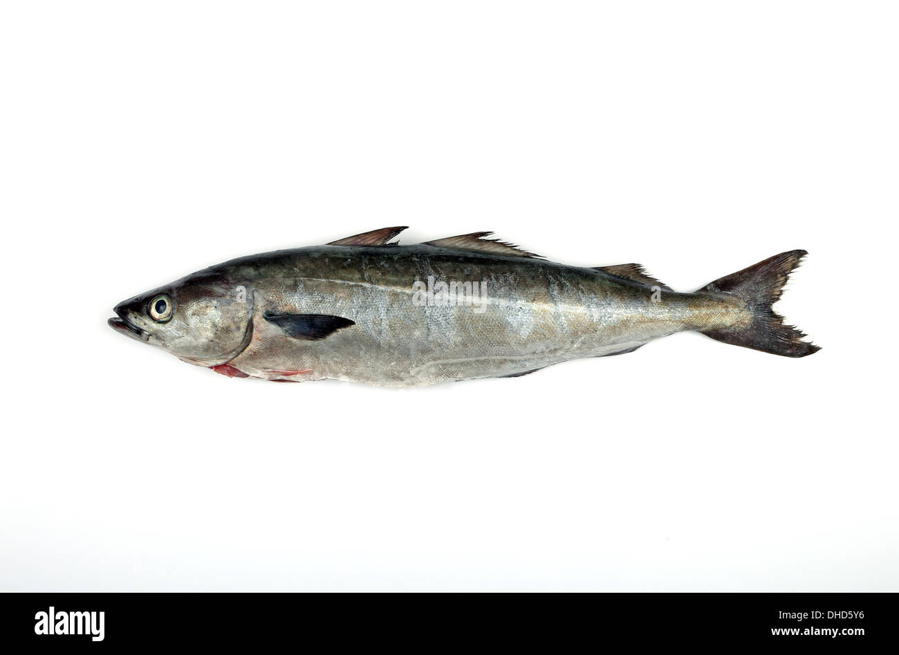 A Saithe fish, also known as coalfish, coley, pollock, shot on white background Stock Photo