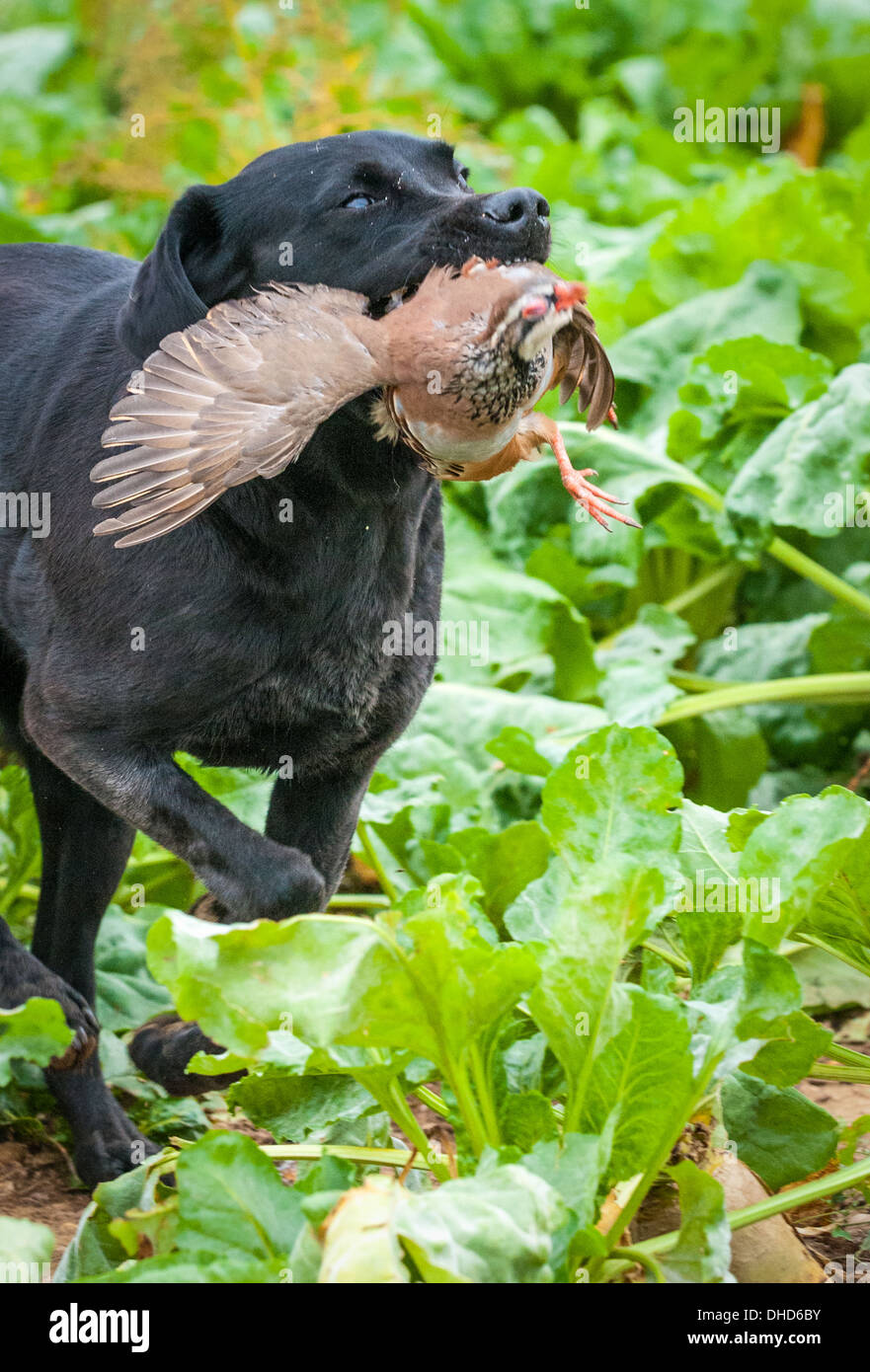 A gun dog, black labrador, retrieving a red partridge at a gun dog training day in field of sugar beet Stock Photo