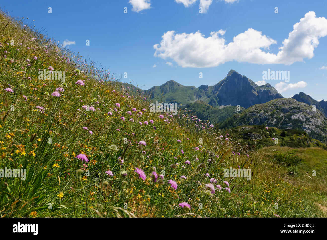 Italy, Friuli-Venezia Giulia, Carnic Alps, Flower meadow at Kleiner Pal Stock Photo