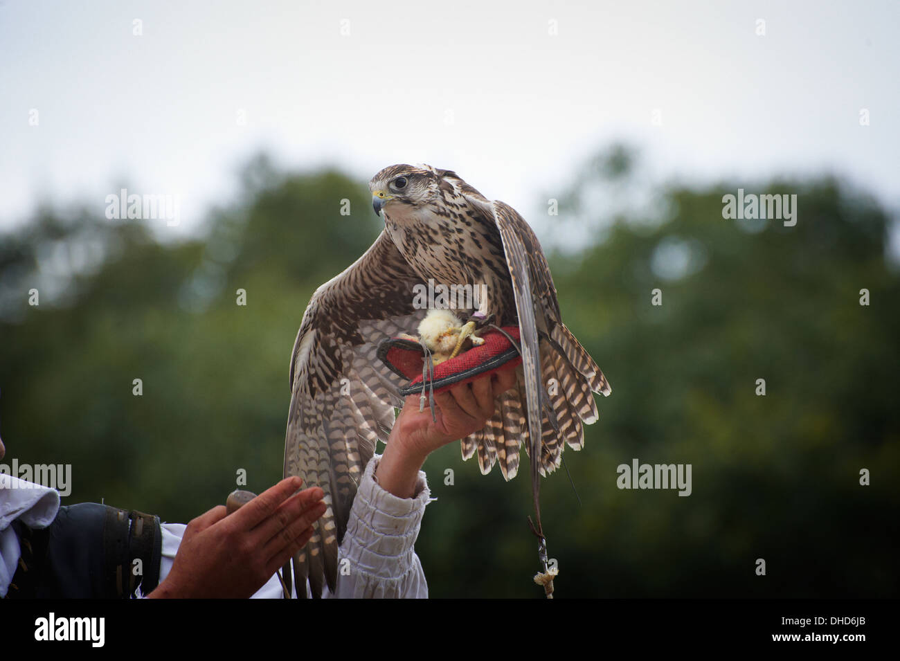 A Man in traditional falconers costume holding a bird of prey at Puy Du Fou Theme park in France Stock Photo