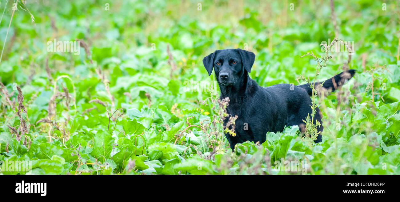 A gun dog, black labrador, working at a gun dog training day in field of sugar beet Stock Photo