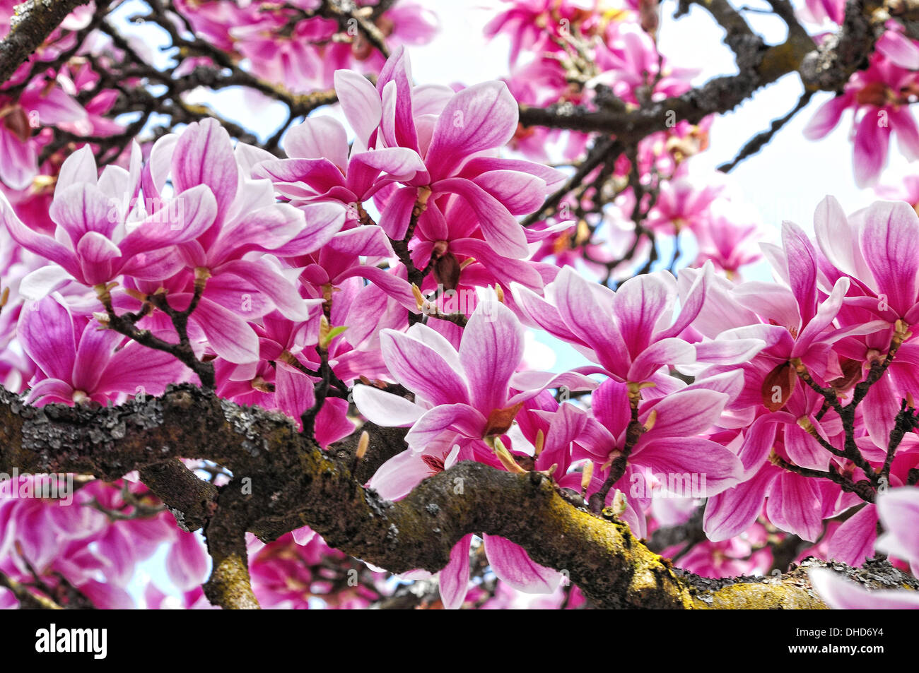 old magnolia tree with flowers Stock Photo
