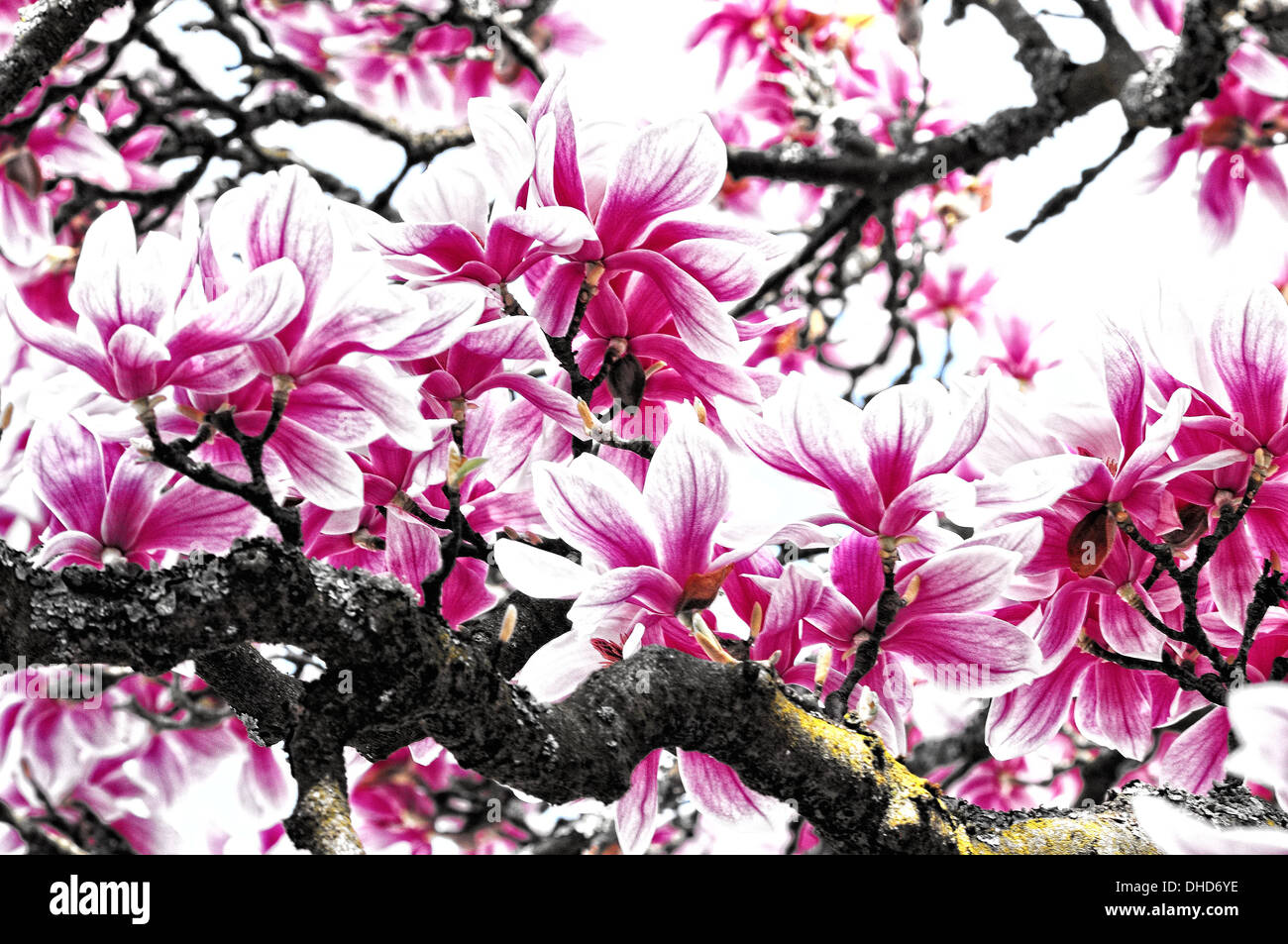 Bloom of magnolia Stock Photo