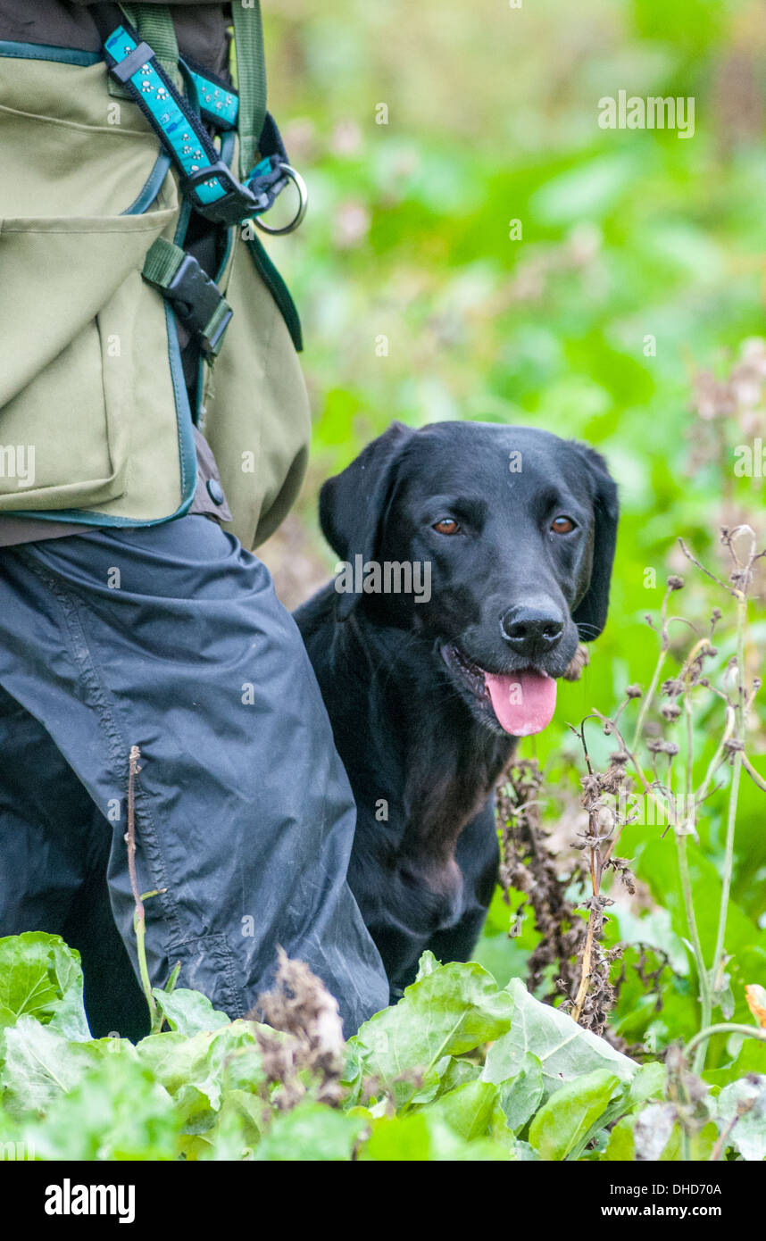 Black labrador, gun dog, sat with handler in sugerbeet field during a training day at Field Trials Stock Photo