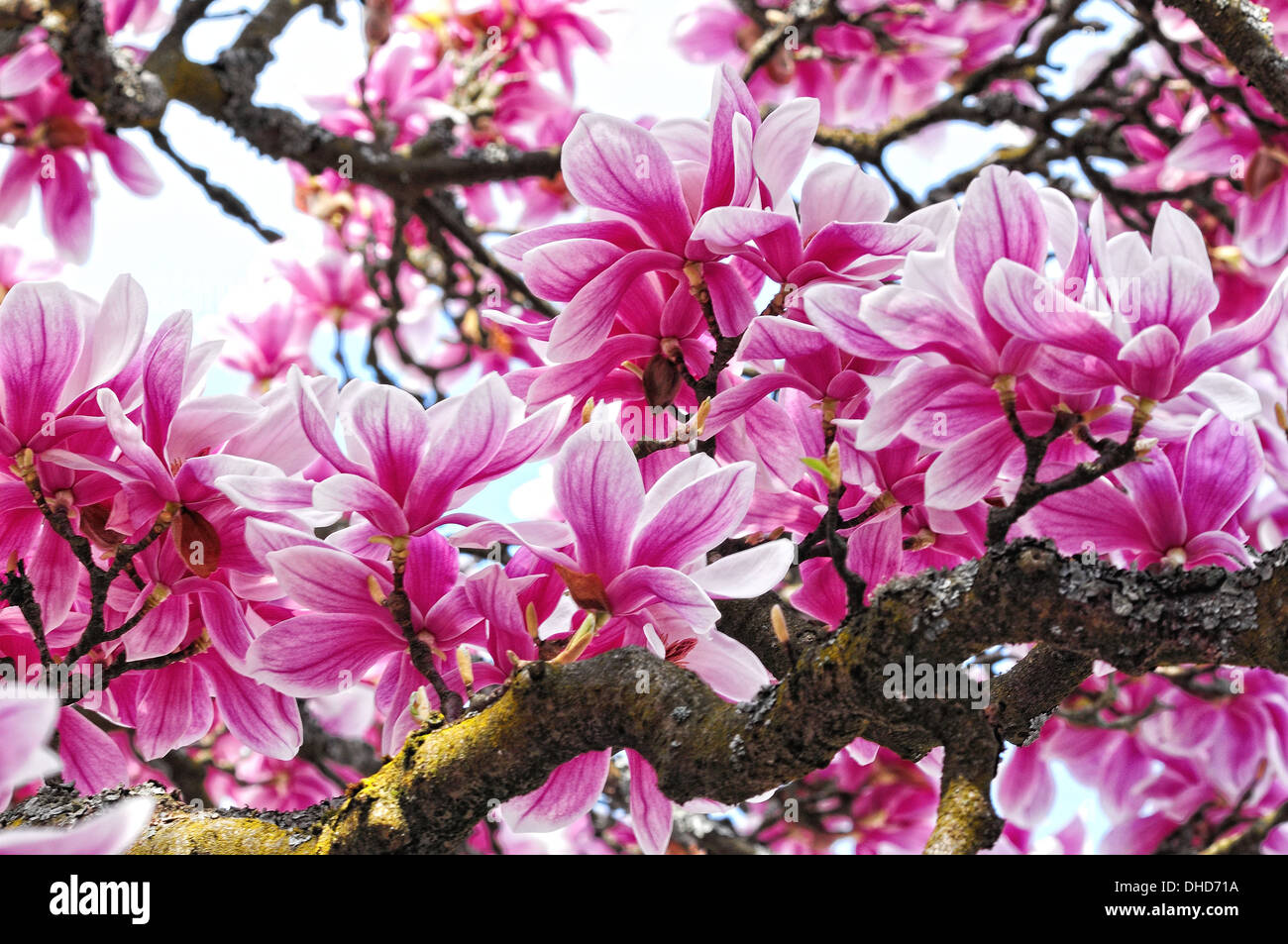magnolia blossom Stock Photo