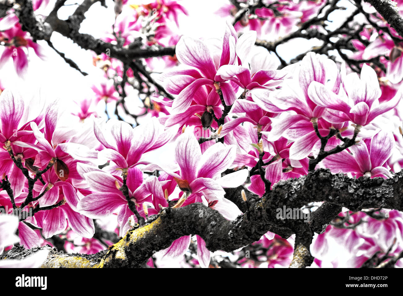 Beauty old magnolia tree Stock Photo